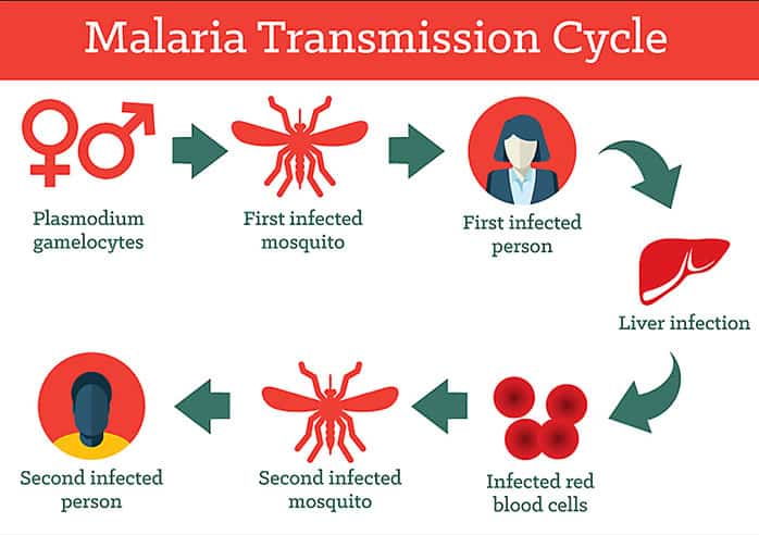 malaria transmission cycle