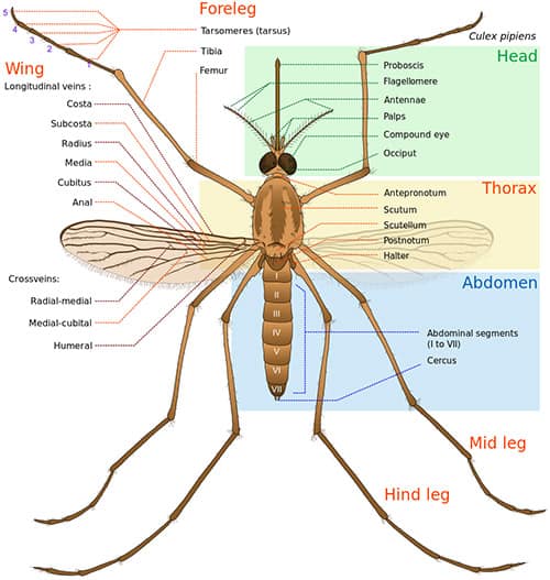 mosquito diagram